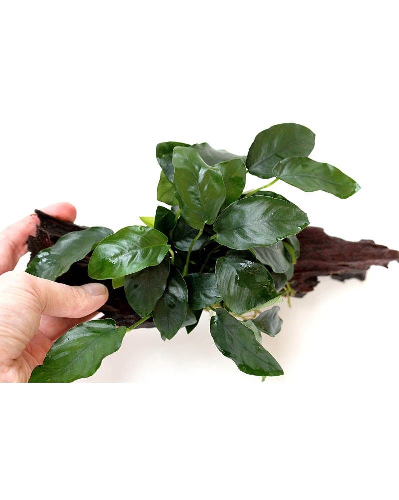 Anubias nana sur racine